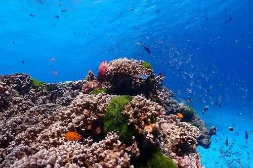 Vibrant coral reef in the Similan Islands, teeming with colorful fish in crystal-clear blue waters.