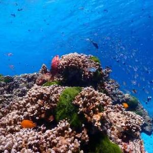 A vibrant coral reef teeming with colorful fish swimming gracefully among the corals in a clear blue ocean.