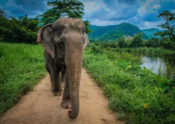 Family watching elephants in a large green sanctuary in Phuket.