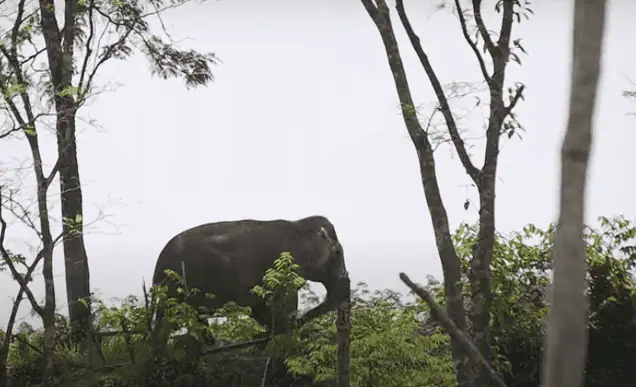 Rescued elephants walking peacefully in a natural sanctuary environment in Phuket.