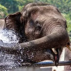 Ein Elefant bespritzt sich freudig mit Wasser und genießt ein erfrischendes Bad in einer natürlichen Umgebung.