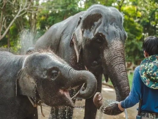 Ein Mann streichelt liebevoll zwei Elefanten in einer Zooumgebung und zeigt die enge Verbindung zwischen Menschen und diesen majestätischen Tieren in Phukets Auffangstation.