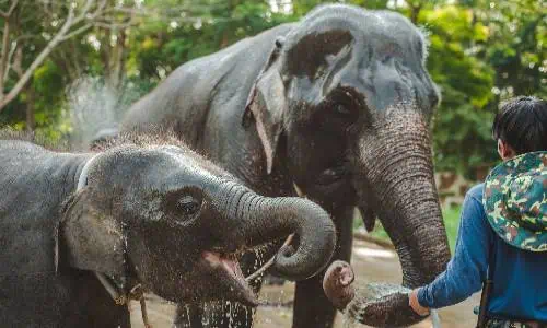 A man lovingly pets two elephants in a zoo setting, showcasing the deep bond between humans and these majestic creatures in Phuket’s sanctuary.