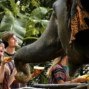 Two individuals feeding an elephant bananas, capturing a moment of interaction and connection between humans and wildlife in a Phuket sanctuary.