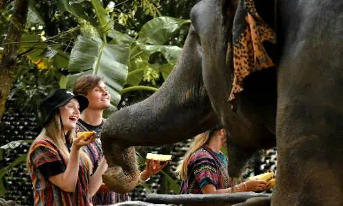 Two individuals feeding an elephant bananas, capturing a moment of interaction and connection between humans and wildlife in a Phuket sanctuary.