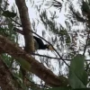 Hornbill on a tree branch, surrounded by lush greenery and sunbeams, symbolizes the natural beauty of the Phuket Islands.