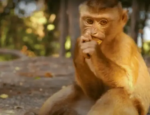 Family taking a photo at Monkey Hill viewpoint in Phuket.