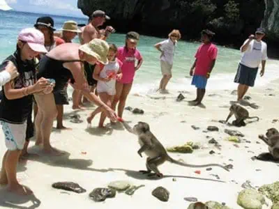 Monkeys on Monkey Beach on Phi Phi Island, playing on the white sandy beach