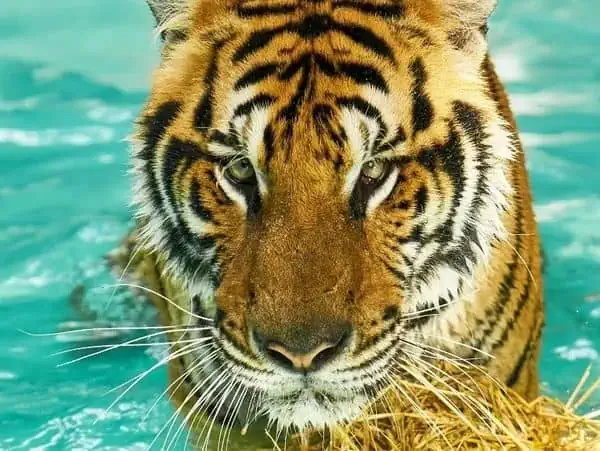 Ein kräftiger Tiger watet durch Wasser und trägt ein Bündel Heu im Maul, das seine Stärke und Anpassungsfähigkeit in der Natur zeigt.