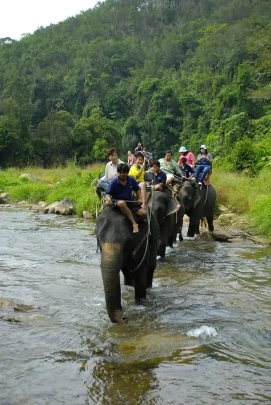 A group of elephants traverses a river, highlighting their size and the beauty of wildlife in a serene environment.
