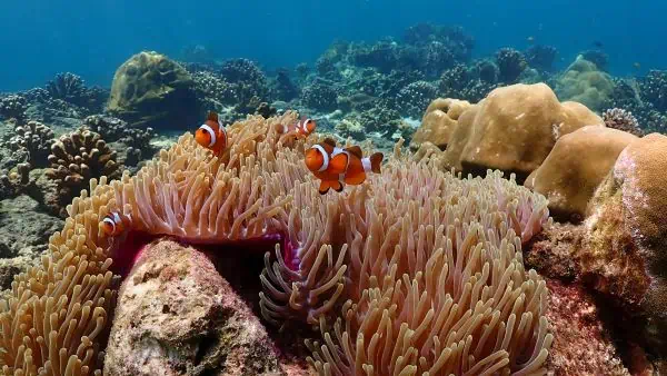 A lively clownfish nestled in a swaying anemone amidst the vibrant underwater world of Rok Haa Island.