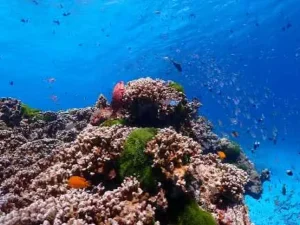 Vibrant coral reef in the Similan Islands, teeming with colorful fish in crystal-clear blue waters.