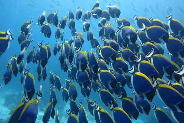 A multitude of fish swimming harmoniously in the ocean's serene environment.