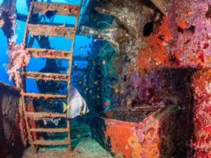 Scuba diver observing a vibrant sea urchin at King Cruiser wreck site in Phuket, Thailand.