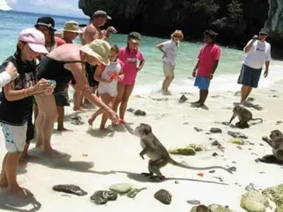 Affen am Monkey Beach auf Phi Phi Island, spielend am weißen Sandstrand