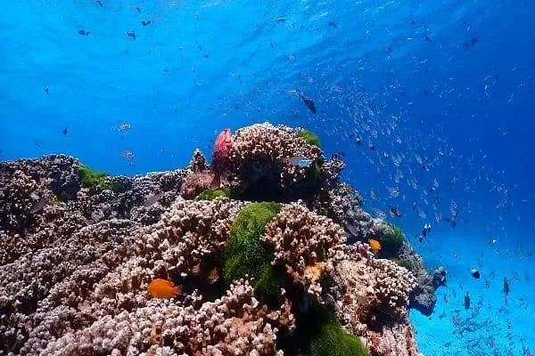 Vibrant coral reef in the Similan Islands, teeming with colorful fish in crystal-clear blue waters.
